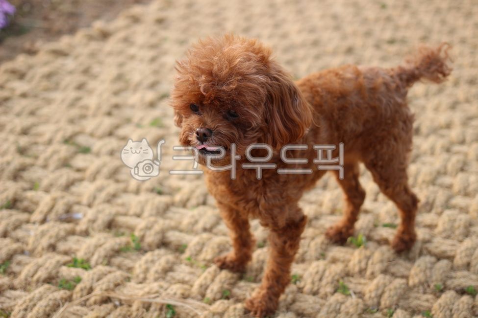 토이푸들,강아지,반려견,애견,애니멀,갈색푸들,아기강아지,새끼강아지,포유류,pet,애완동물,동물,animal,개,dog