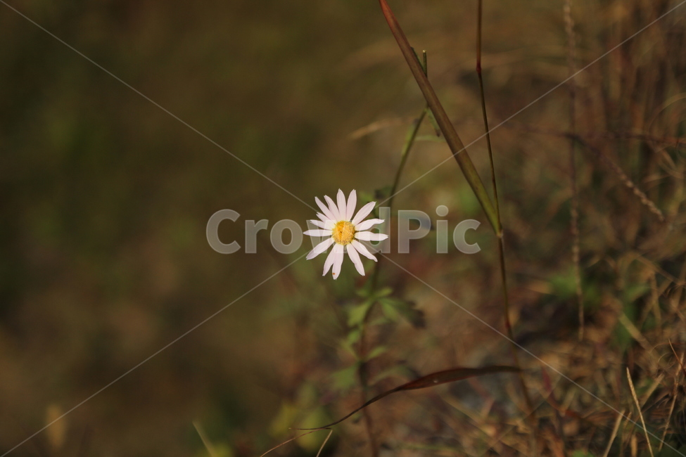 소국,작은꽃,연분홍,접사,연분홍꽃,식물,자연,plants,nature,꽃,flower