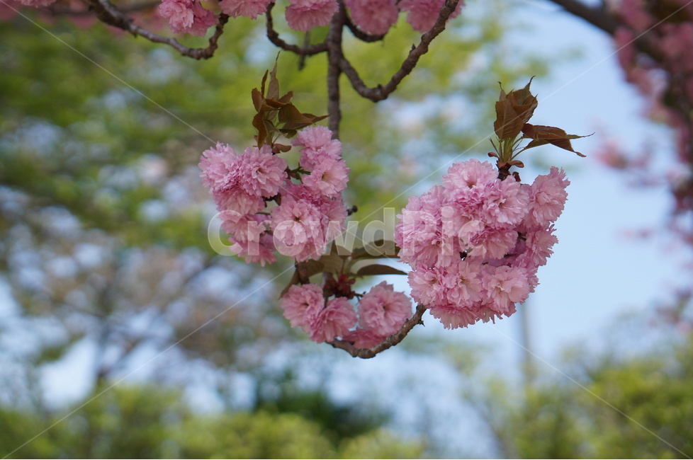 왕벚꽃,겹벚꽃,봄,풍경,핑크,나무,봄,계절,spring,season,식물,자연,plants,nature,꽃,flower,plant,blossom