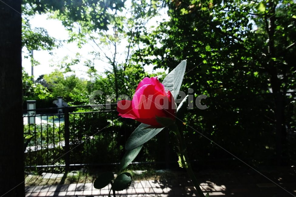 flower,꽃,plant,식물,blossom,rose,장미
