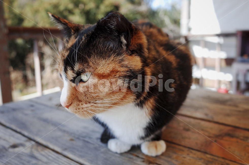 고양이,동물,포유류,얼룩고양이,삼색고양이,cat,animal,mammal,동물,animal,포유류,mammal,고양이,cat,kitten,kitty