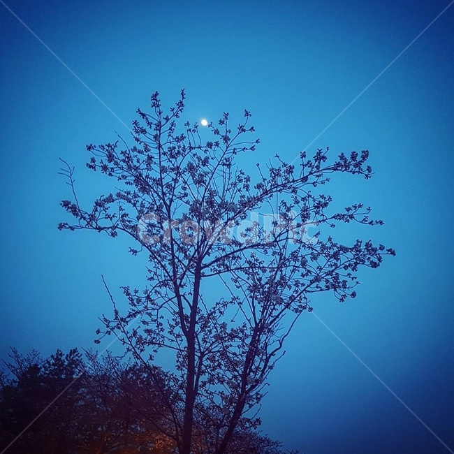 자연풍경,벚꽃,나무,달,하늘,저녁,감성사진,꽃,식물,자연,plants,nature,나무,trees,wood