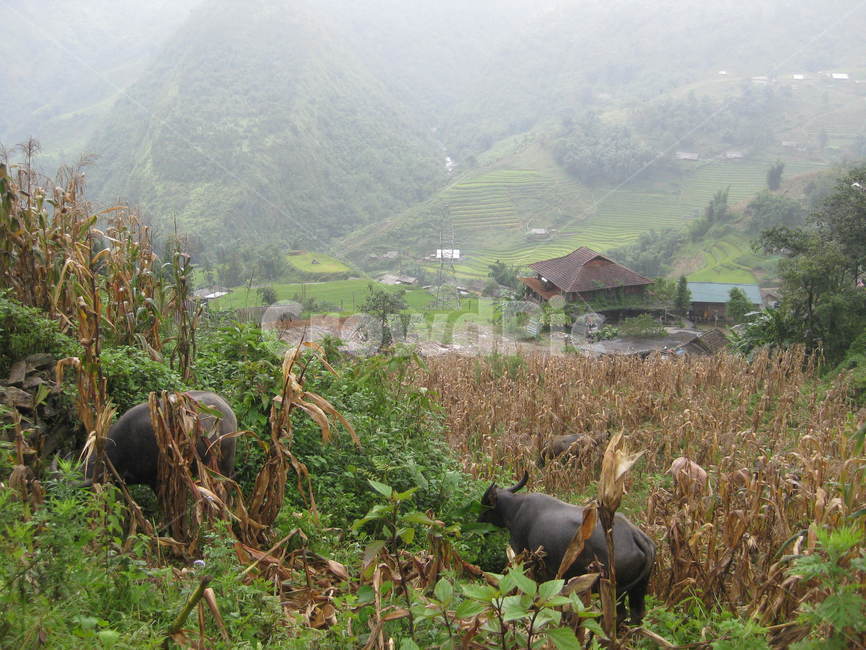 paddyfield,동남아,nature,자연,outdoors,옥외,grassland,목초지,field,들,countryside,시골,buffalo,물소,산,mountain