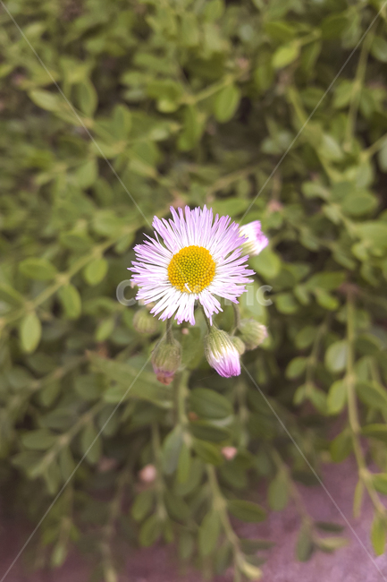 들꽃,야생화,자연,식물,꽃,풀,초록,클로즈업,확대,wildflowers,nature,plants,flowers,weeds,green,pink,yellow,closeup