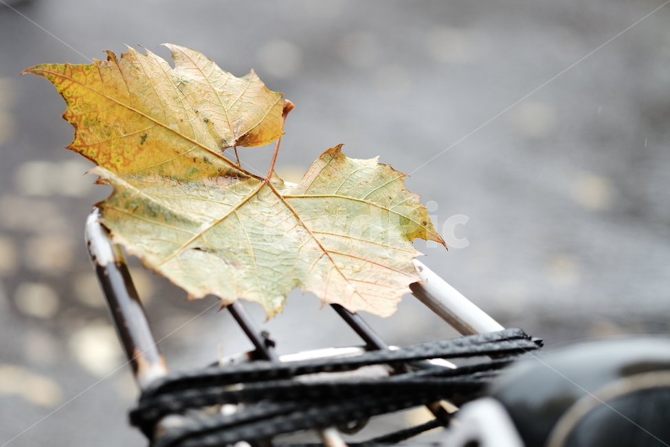 자연,가을,나뭇잎,단풍,낙엽,오토바이,타다,nature,fall,autumn,maple,가을,계절,fall,autumn,season,leaf,잎,plant,식물