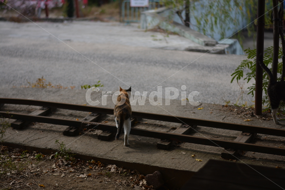고양이,cat,기찻길,railroad,lonely