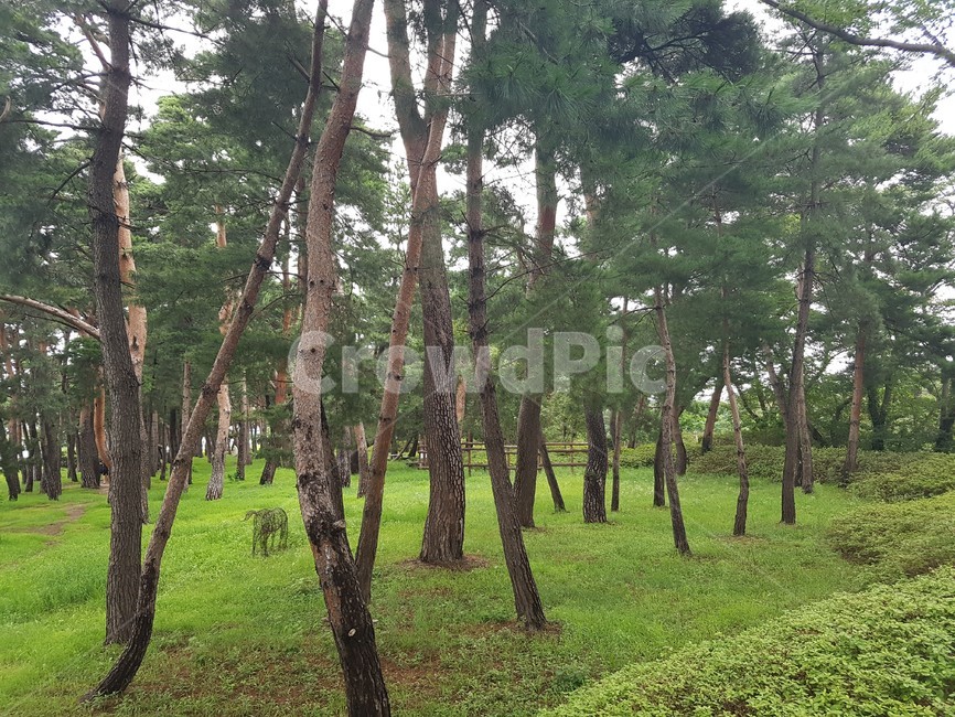 자연,초록,green,나무,힐링,한적한,조용한,소나무,경포,강릉,pine,tree,nature