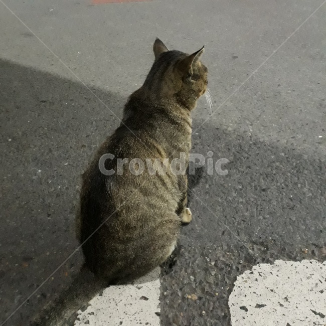 고양이,길고양이,길냥이,냥이,검은고양이,동물,animal,포유류,mammal,고양이,cat,kitten,kitty