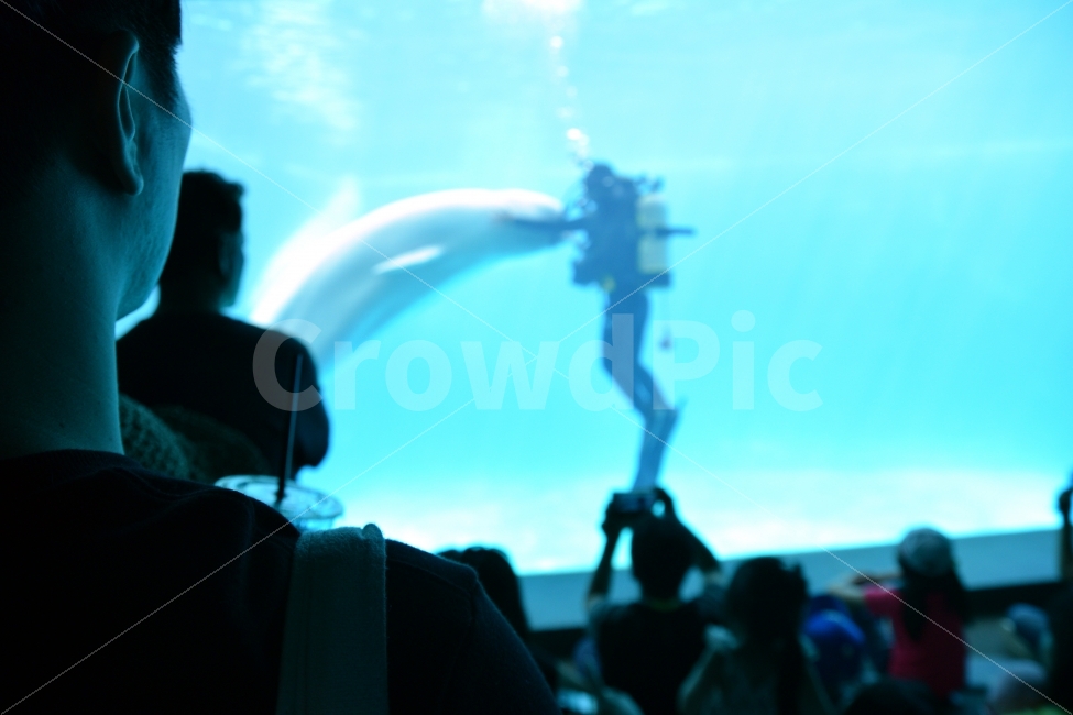 Geoje Sea World,whale,Dolphin,beluga,Beluga underwater performance,white whale