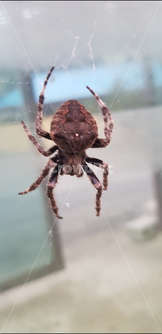 절지동물,거미,거미강,거미목,거미줄,왕거미,곤충,벌레,insect,bug