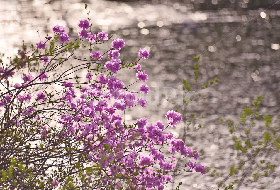 flare,pink,Azalea flower,Spring background,spring flowers,spring,petal,season,bokeh of light,flowers,pink flower,springflowers,outdoor,lakeside,outdoors,background,bokeh,tree flower