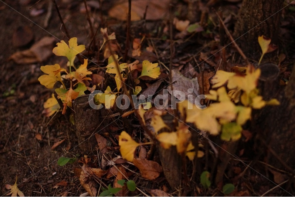 plant,잎,tree,나무,은행잎,가을,계절,fall,autumn,season,식물,leaf
