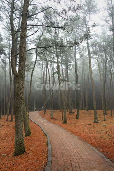 안개,산책로,나무,ground,바닥,tree,plant,식물,자연,숲