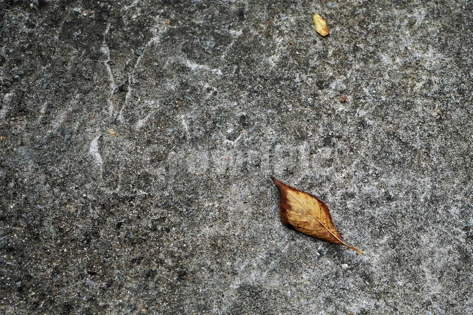 낙엽,시멘트,도로,바닥,거친질감,갈색,쓸쓸함,가을,계절,fall,autumn,season,leaf,잎,plant,식물,ground