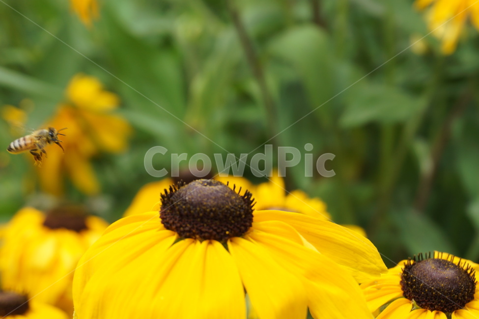 꿀벌,벌,꿀채집,노란꽃,식물,식물,자연,plants,nature,꽃,flower,곤충,벌레,insect,bug