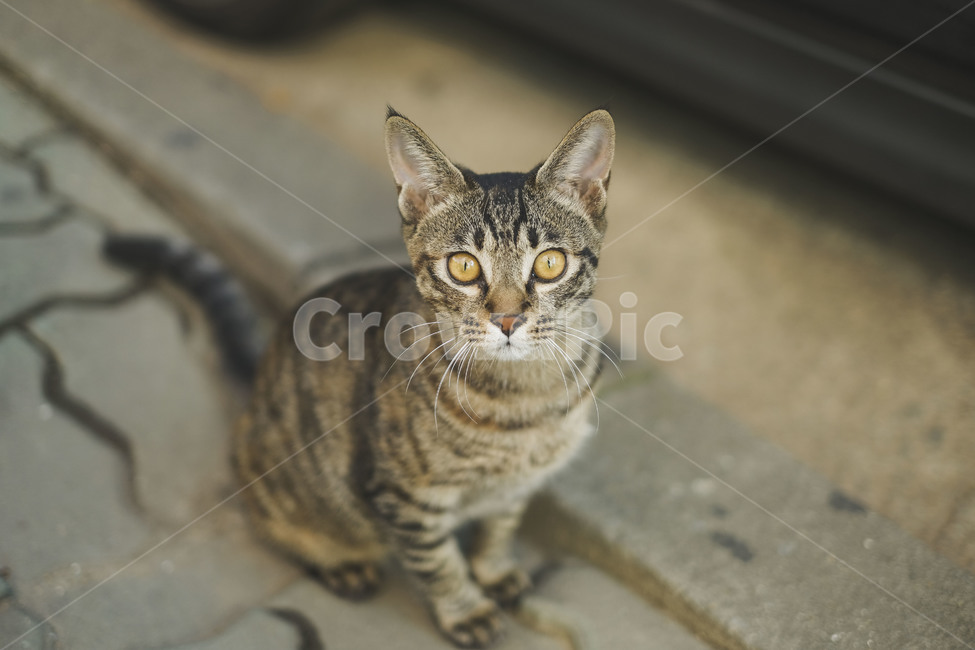 고양이,길고양이,캣맘,길냥이,야옹이,동물,animal,포유류,mammal,고양이,cat,kitten,kitty