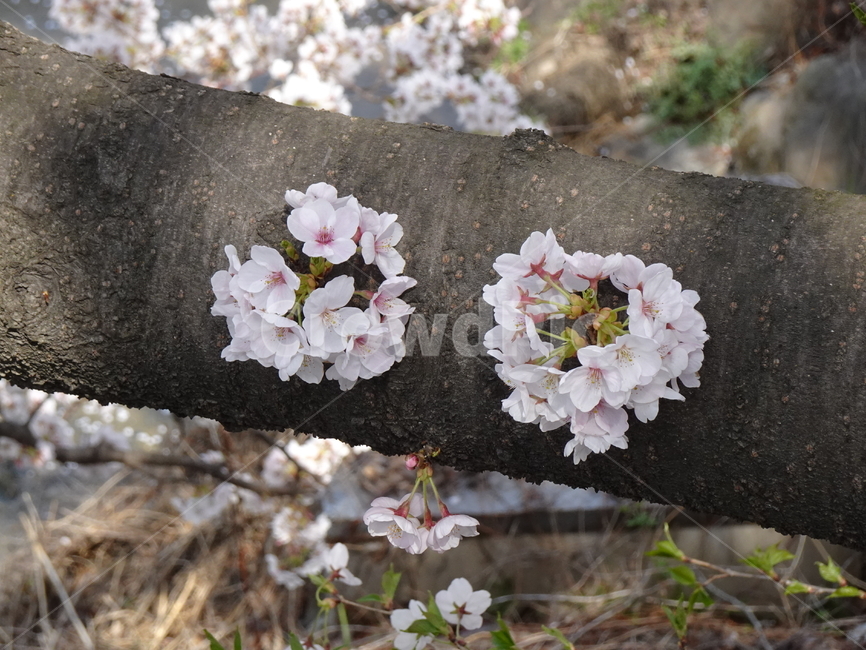 하동,벚꽃,쌍계사,하동벚꽃,개나리,봄,시골길,봄,계절,spring,season,식물,자연,plants,nature,꽃,flower,plant,blossom,cherry blossom