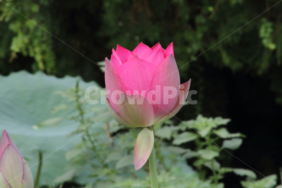 연,연꽃,꽃,식물,lotus,식물,자연,plants,nature,꽃,flower