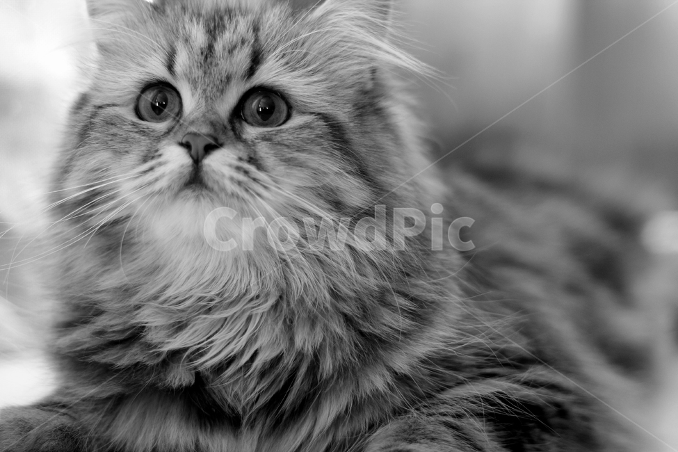 고양이,흑백,애묘,동물,귀여움,동물,animal,포유류,mammal,고양이,cat,kitten,kitty,흑백,모노톤,monochrome,black and white