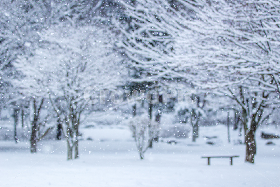 폭설,추위,나무,설경,낮,장관,겨울나무,눈송이,눈망울,고요,nature,자연,snow,눈,winter,겨울,outdoors,옥외,blizzard,눈보라,storm,폭풍,겨울,계절,winter,season,자연,풍경,nature,landscape