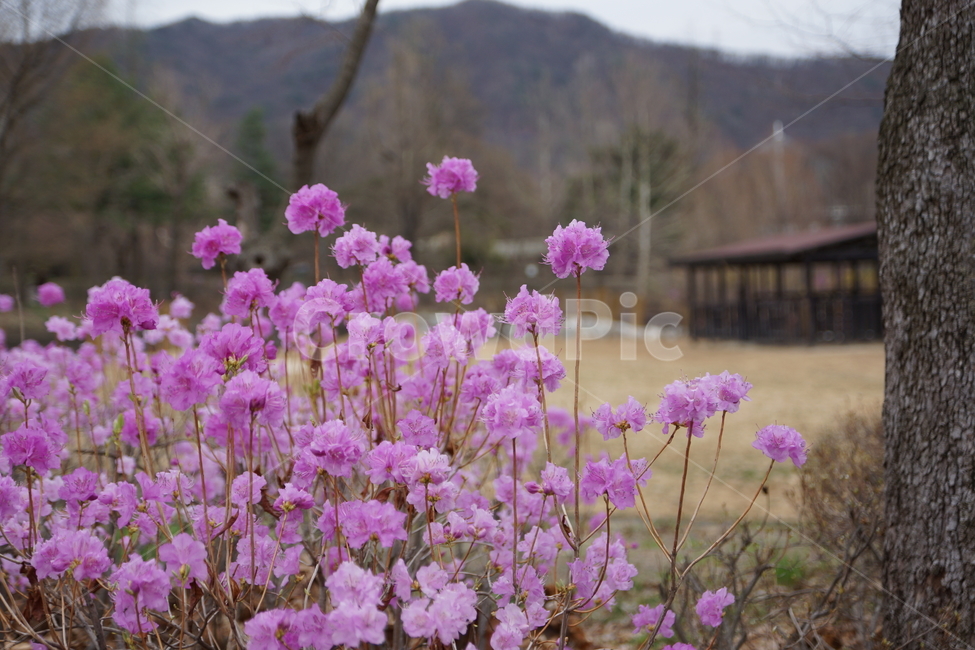 진달래꽃,진달래,분홍꽃,분홍색,꽃나무,꽃,식물,봄,봄꽃,식물,자연,plants,nature,꽃,flower