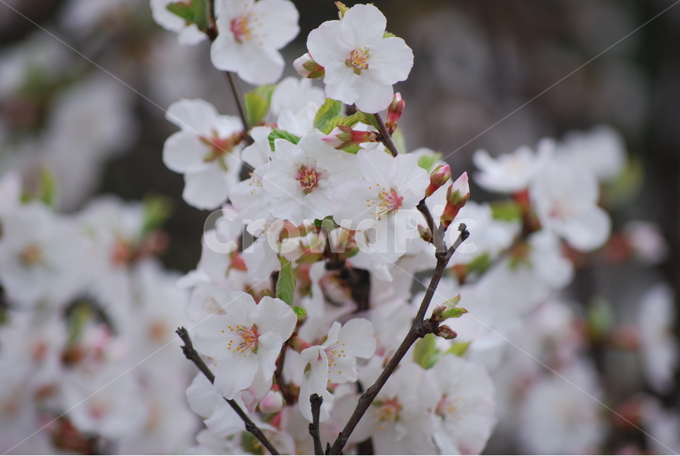 꽃,벚꽃,매화,봄,겨울,봄꽃,겨울꽃,꽃잎,flower,cherryblossom,spring,winter,식물,자연,plants,nature,꽃,flower
