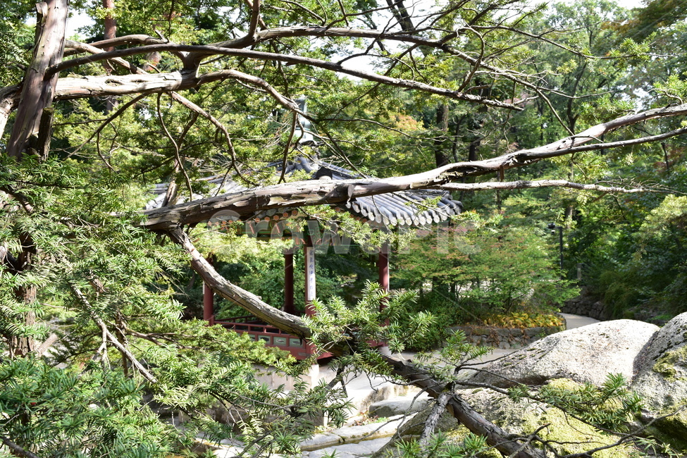 궁궐,비원,창덕궁비원,전통건물,세계문화유산,기와,전통,역사,한옥,조화,한국전통,한국문화,korean traditional,korean culture