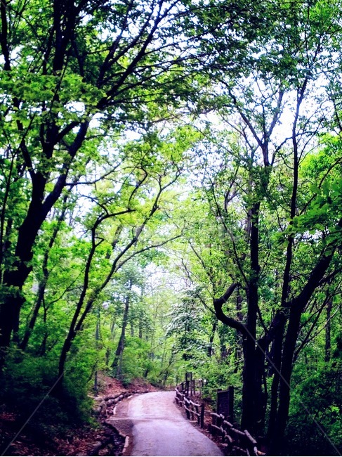 path,통로,vegetation,초목,plant,식물,outdoors,옥외,tree,나무,forest,숲,woodland,삼림지,nature,자연,land,땅,trail,꼬리,햇빛,햇살