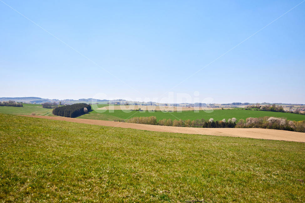 field,들,outdoors,옥외,grassland,목초지,nature,자연,유채꽃,유채꽃밭,유럽,유럽시골,유럽전경,유럽풍경,자연,풍경,nature,landscape