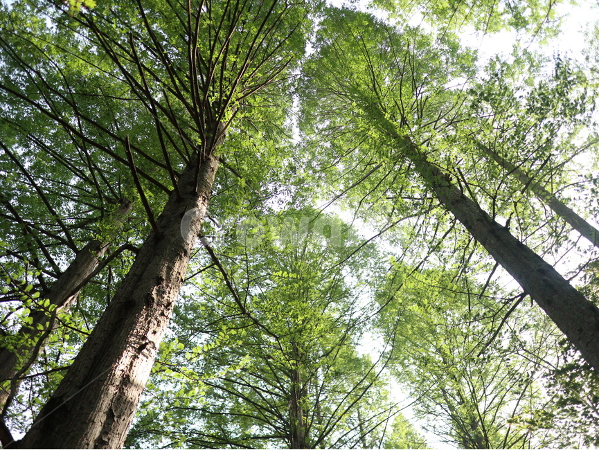 tree,나무,초목,vegetation,숲,초록색,나뭇잎,수직,나무기둥,forest,summer,여름,하늘,직선,곧음,plant,자연,풍경,nature,landscape,plant,식물