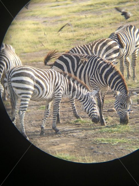 얼룩말,포유류,동물,야생동물,zebra,자연,동물,animal,포유류,mammal