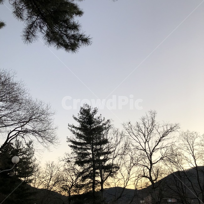 하늘,나무,저녁하늘,해질녘,어스름,노을,풍경,자연,풍경,nature,landscape,tree,plant,식물,fir,전나무