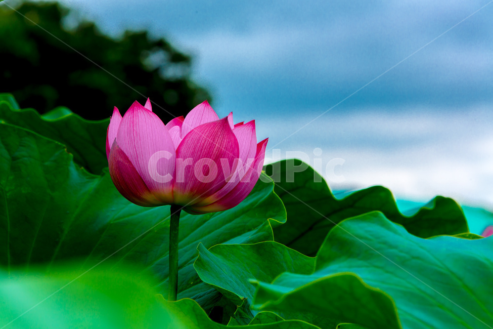 연꽃,연잎,문양,무늬,자연,식물,자연,plants,nature,꽃,flower
