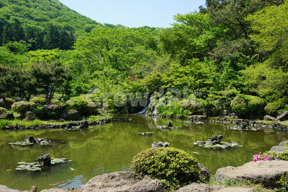 연못,연못풍경,산,연못가,푸르다,제주도