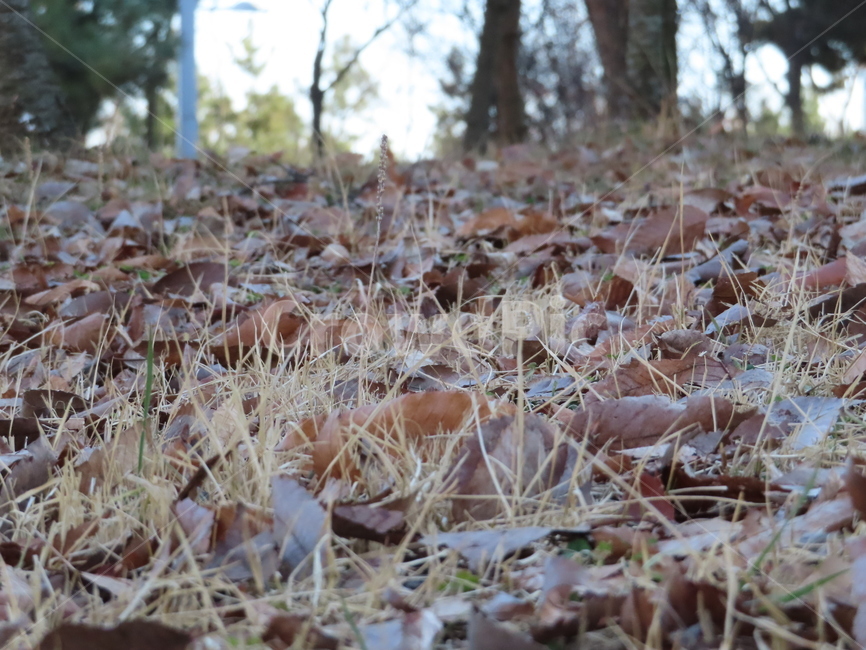 가을,낙옆,떨어지다,식물,자연,공원,쓸쓸함,잔디,thefall,fall,park,nature,parks,loneliness,grass