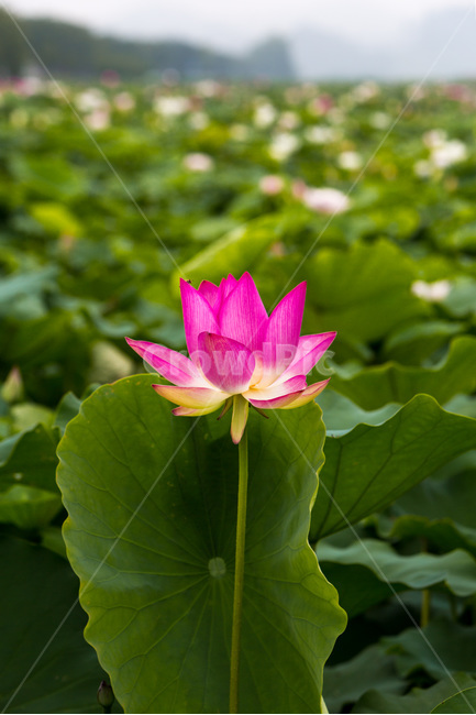 연꽃,연잎,무늬,자연,청순,문양,식물,자연,plants,nature,꽃,flower
