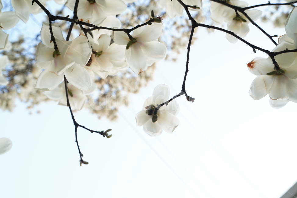 봄,봄꽃,목련,계절,봄날,꽃,플라워,나무,화이트,흰색,느낌,감성,색감,white,생명,식물,생물,식물,자연,plants,nature,꽃,flower