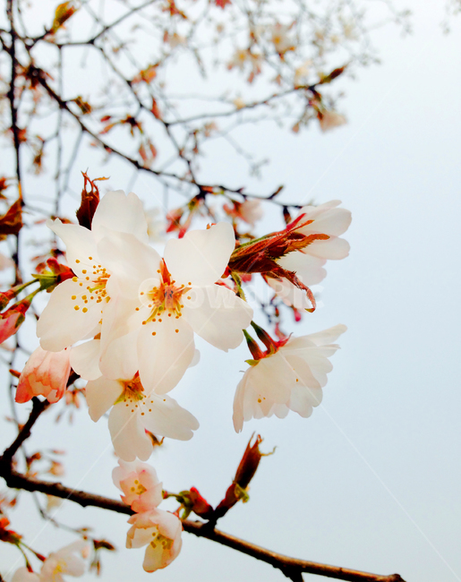 벚꽃,나무,봄,꽃,하늘,봄,계절,spring,season,식물,자연,plants,nature,꽃,flower,plant