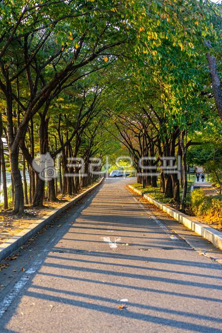 한강공원,선유도공원,공원,여의도공원,여의도,선유도,휴식,park,나무,산책로,자연,길,조깅,산책길,숲속