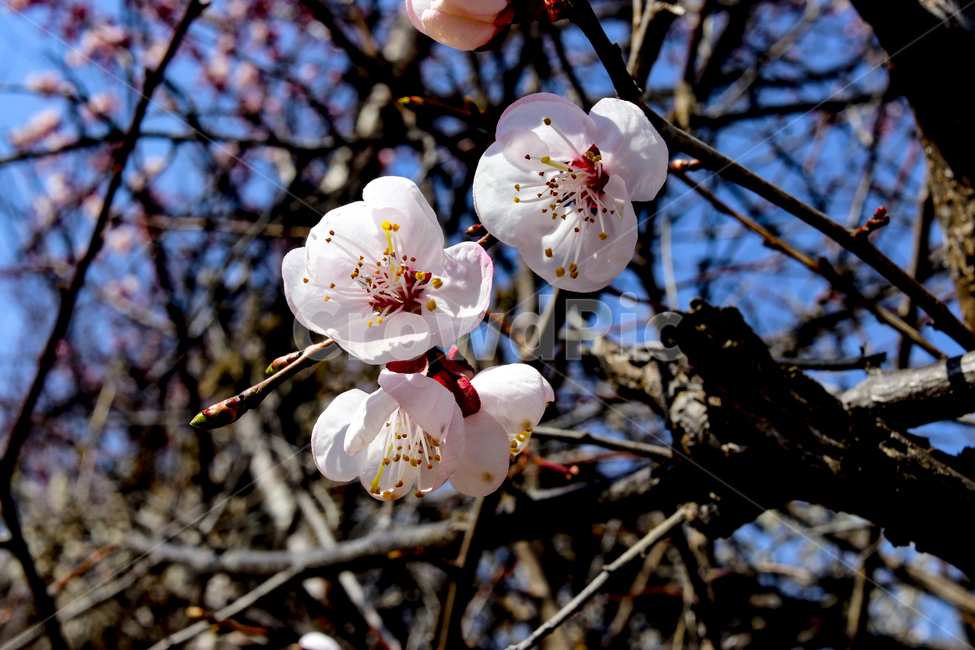 봄,꽃,봄꽃,매화,flower,봄이미지,봄,계절,spring,season,식물,자연,plants,nature,꽃,flower,plant