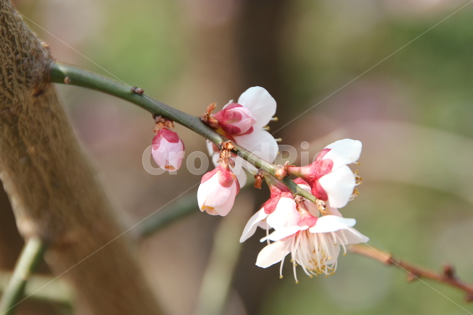매화,꽃,매화꽃,자연,풍경,식물,자연,plants,nature,꽃,flower