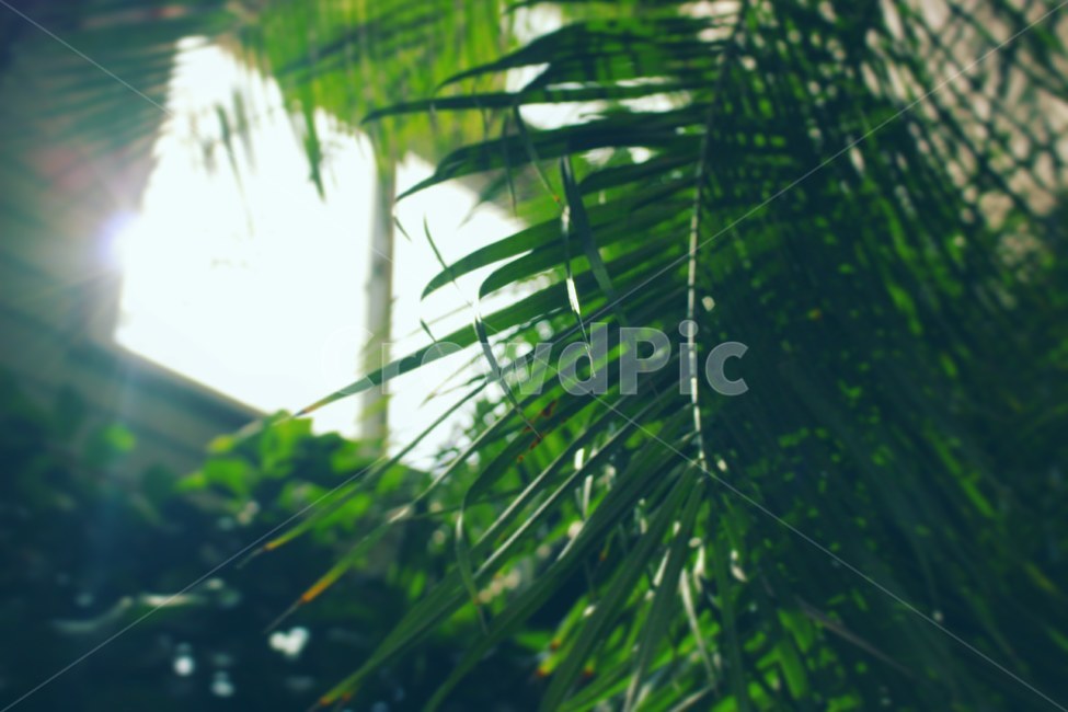 자연,나무,풀,햇빛,창문,식물,자연,plants,nature,휴식,힐링,rest,relaxation,healing