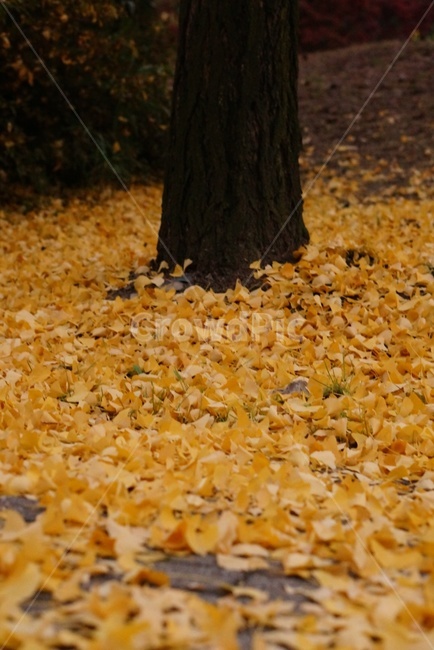plant,식물,tree,나무,은행나뭇잎,가을,계절,fall,autumn,season