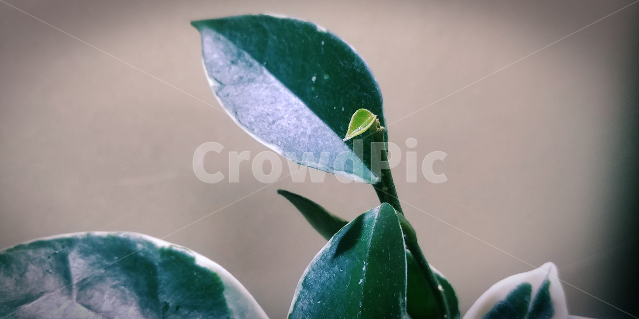 호야,식물,새싹,잎,화초,어린잎,생명,식물,자연,plants,nature