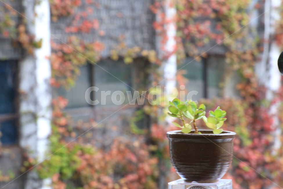 식물,조경,단풍,플랜테리어,plant