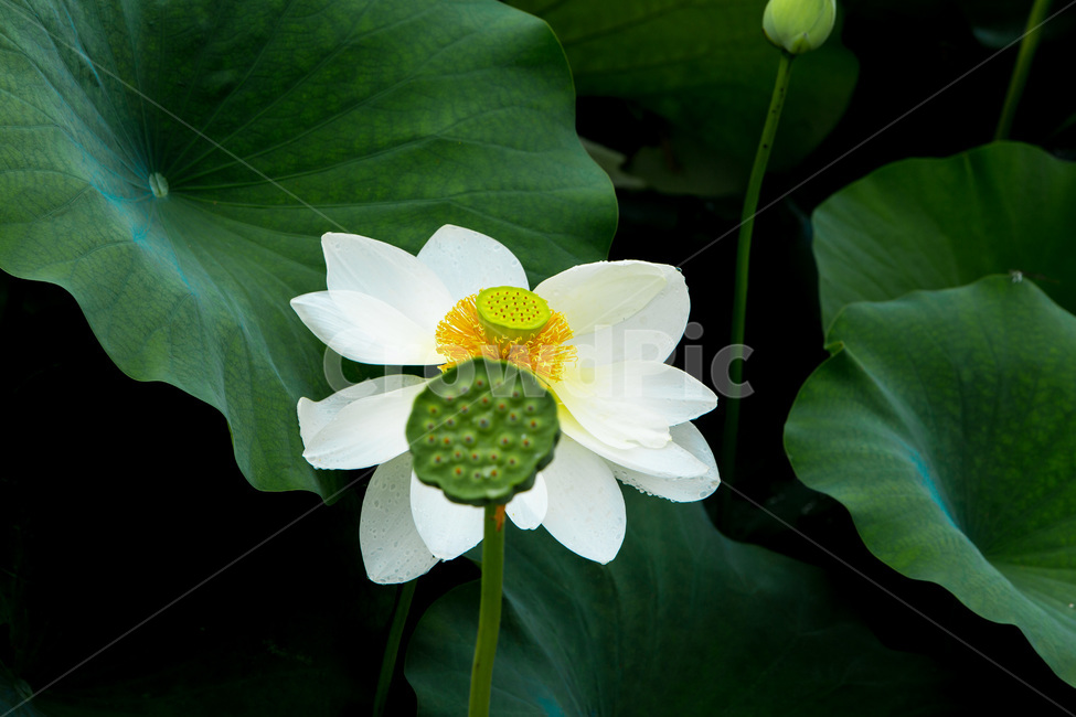 연꽃,연밥,연잎,문양,무늬,자연,식물,자연,plants,nature,꽃,flower