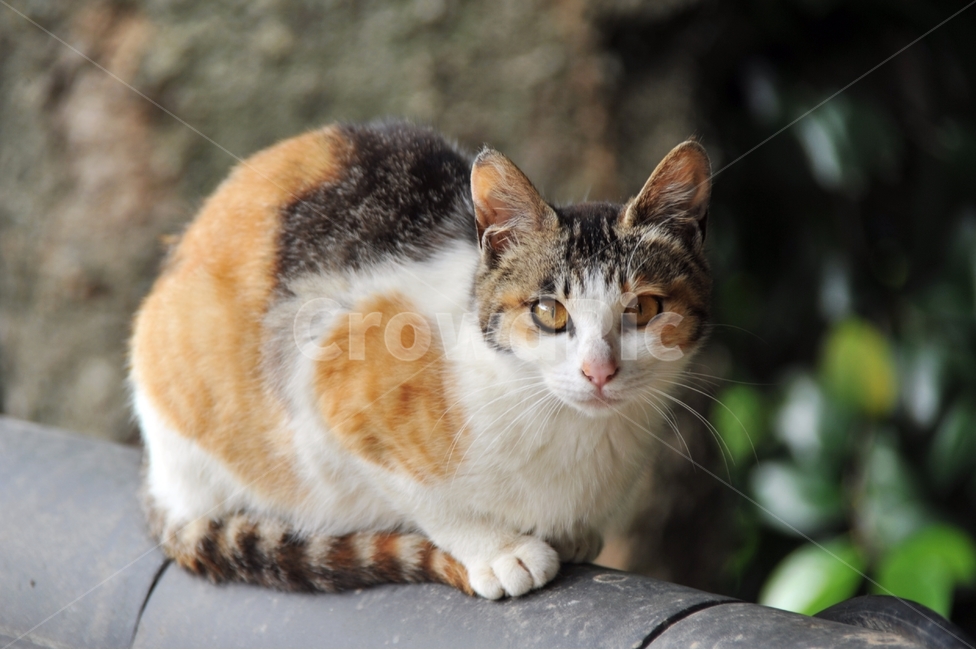 고양이,사찰,삼색고양이,담,애묘,cat,동물,animal,포유류,mammal,kitten,kitty,동물,animal,포유류,mammal,고양이,cat,kitten,kitty