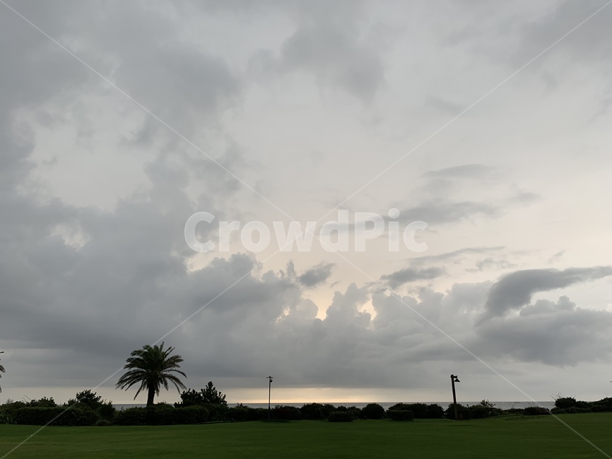 grass,잔디,plant,식물,outdoors,옥외,nature,자연,weather,날씨,풍경,landscape,바다,초록,야자수,나무,sea,ocean,morning,일출,sunrise,green,palmtree,jeju,제주,제주도,tree,자연,풍경,nature,landscape
