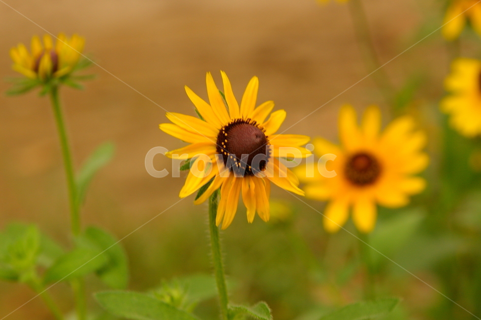 식물,꽃,blossom,flower,plant,초록,잎,잎사귀,해바라기