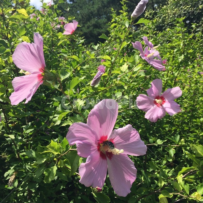 꽃,식물,무궁화,나무,공원,flower,tree,nature,sharon,mugunghwa,hibiscus,plants,flowers,식물,자연,plants,nature,꽃,flower